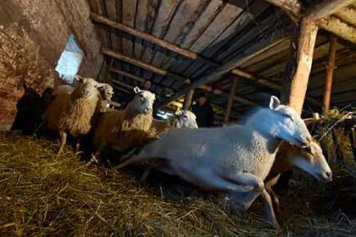 Идет прием заявок на гранты начинающим фермерам