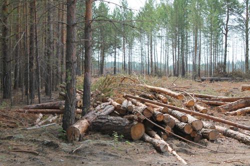 «Лесные браконьеры». В Туве возбудили уголовное дело из-за вырубки леса