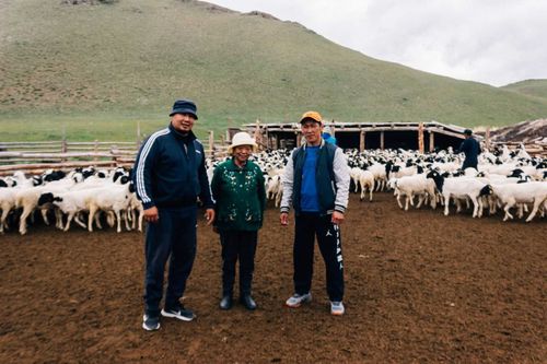 В Дзун-Хемчик отправились​ 1200 племенных овцематок по проекту «Чаа сорук»