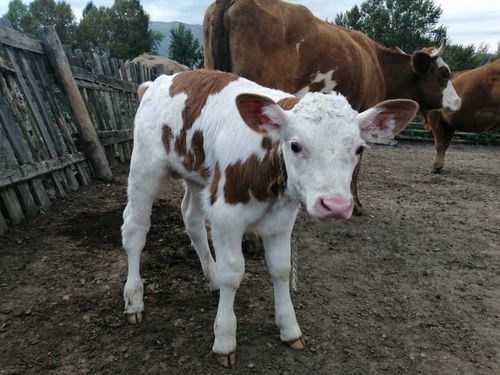 Тоджа присоединилась к кыштаговцам