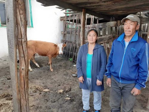 В Туве полным ходом идет передача «Коров-кормилиц»