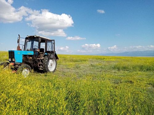 В районах Тувы приступили к кормозаготовительной кампании 
