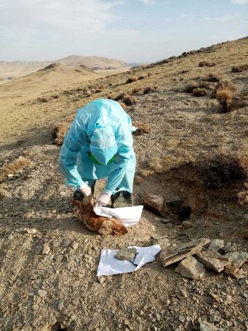 Осторожно! Чума в Овюре и Монгун-Тайге