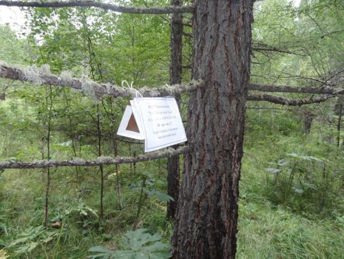 Как сработали феромонные ловушки для шелкопряда