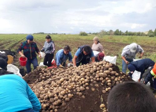 В Туве медиков обеспечивают картофелем на зиму