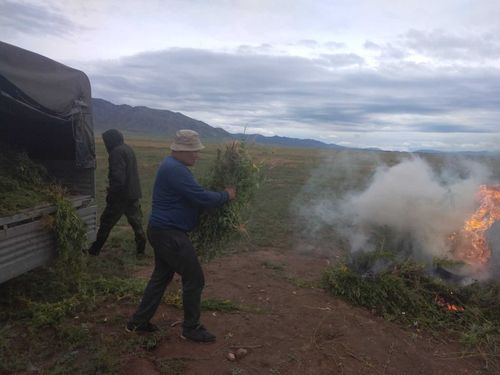 Наркоборцы. Тес-Хемцы сжигают коноплю