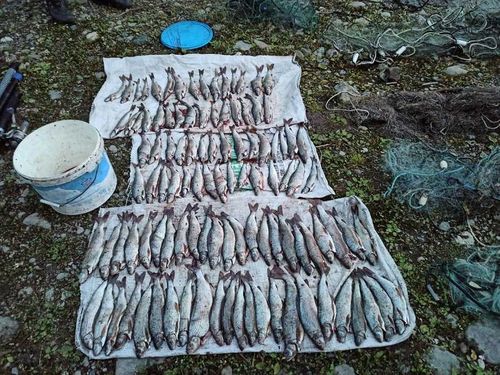 Браконьер попался с краснокнижным хариусом и 60 метрами сетей