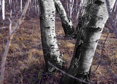 От пожаров в Туве больше всего страдают березы 