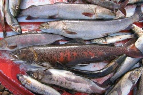 «Краснокнижная посылка» В КамАЗе жителя Тувы обнаружили ленков и налимов