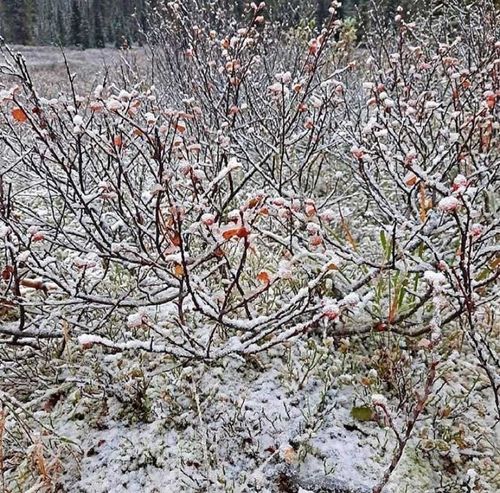 В Красноярском крае выпал первый снег