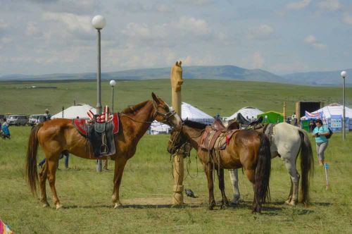 Геном тувинской лошади исследуют первым