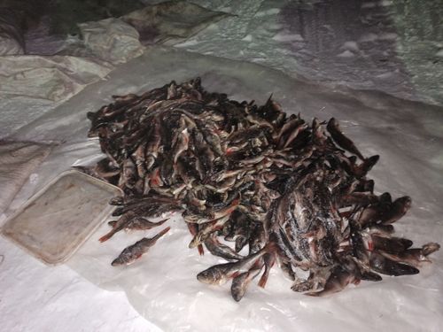 Неудачная охота. В Туве задержали браконьеров с богатым уловом