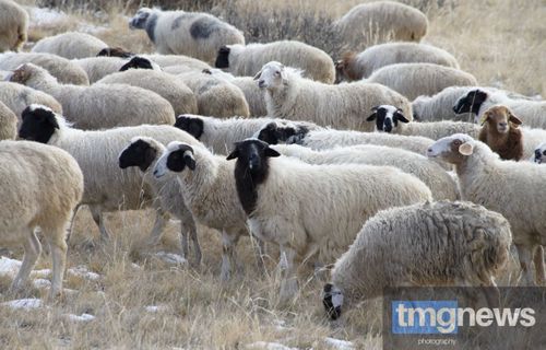 Чаа сорук: Новая жизнь Батзорига Севилбаа