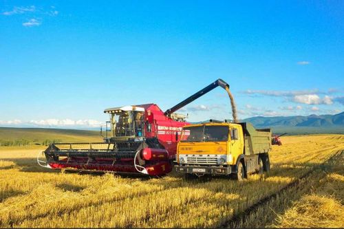 Рискованное земледелие Туве – не помеха. 100% обеспечены зерном