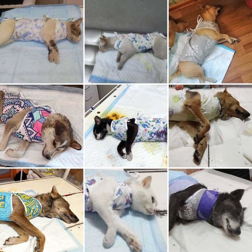 Творить добро просто! Хатико продолжает спасать мир животных