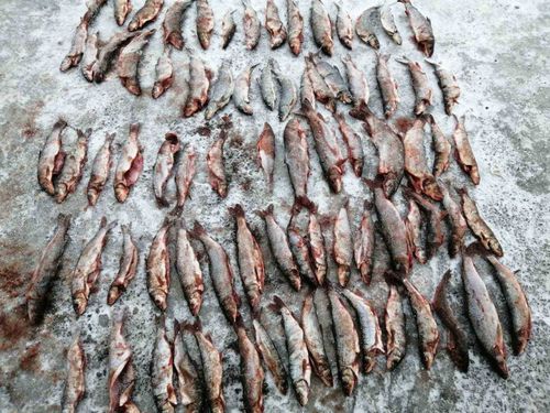 В Туве инспекторами ДПС выявлены факты незаконной охоты и рыболовства