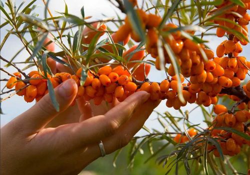 Компания «Natura Siberica» создаст облепиховую плантацию в Туве