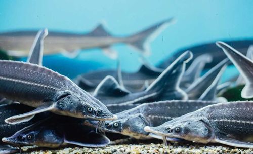 Осетровый бизнес Тувы на 50-ти квадратных метрах