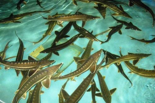 Тувинский осётр появится на новогодних столах кызылчан