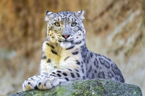 WWF: В Туве подготовили защитников снежных барсов