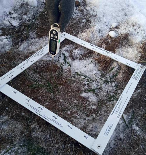 Озимые культуры на тувинских полях