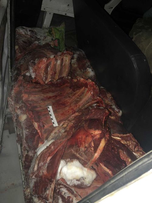 Браконьеры пытались вывезти туши диких животных и рога благородных оленей