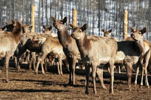 Как в Кызыле пройдет утилизация новогодних елей?