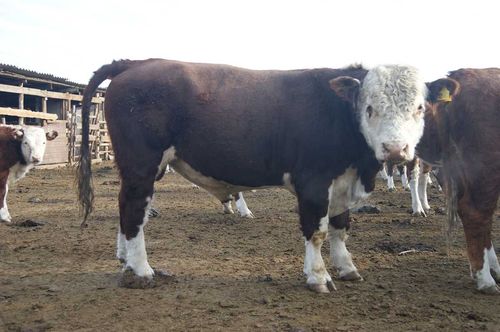 В Туве запланировано осеменить в два раза больше коров