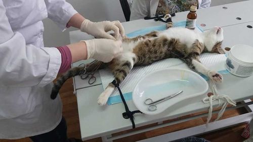 Шагаан-арыгцы бесплатно стерилизуют своих питомцев