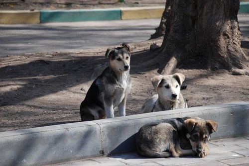 В Туве собак повсеместно вакцинируют от бешенства