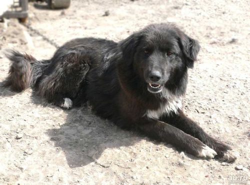 В Кызыле по факту смерти местной жительницы от укусов собак возбуждено уголовное дело