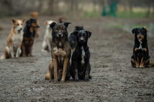 За халатность в работе с бездомными животными на мэрию Кызыла завели уголовное дело