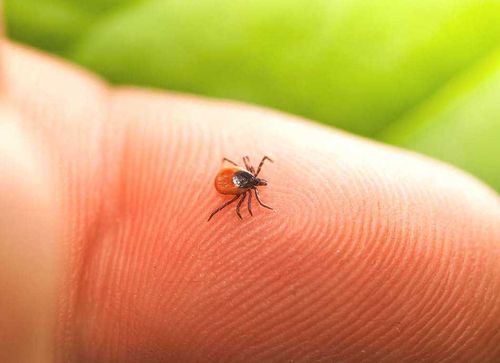 В Туве отмечается высокая активность клещей