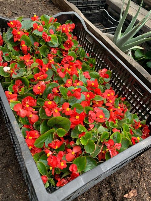 Кызыл расцветет бегониями