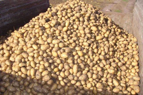 Картофель для народа от СПоК “Земля надежды”