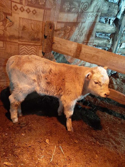 Мини-ферма села Ийме пополнилась первым молодняком от искусственного осеменения