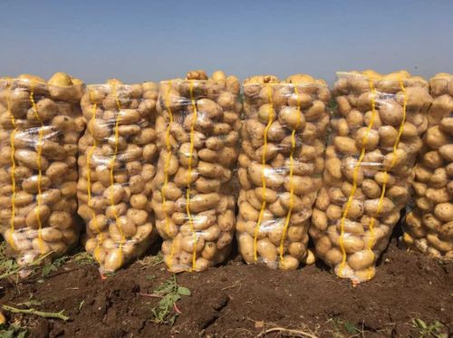 Заплати и подожди! В Туве стартовала акция "Картофель для народа", по которой можно получить 5 мешков за 1650 рублей