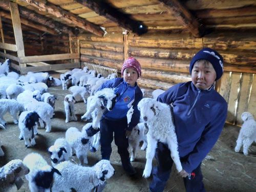 О том, как дети чабанов учились ягнят кормить…