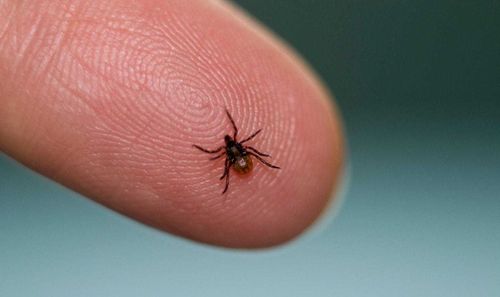 В Туве зарегистрирован первый в этом году случай клещевого энцефалита