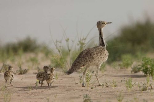 В Туве ищут красотку. Дрофу-красотку