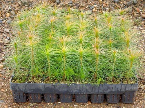 В Туву поступят сеянцы сосны из Алтайского края