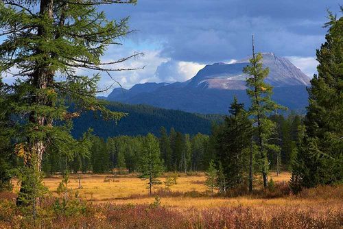 В Туве объявлен лесной аукцион