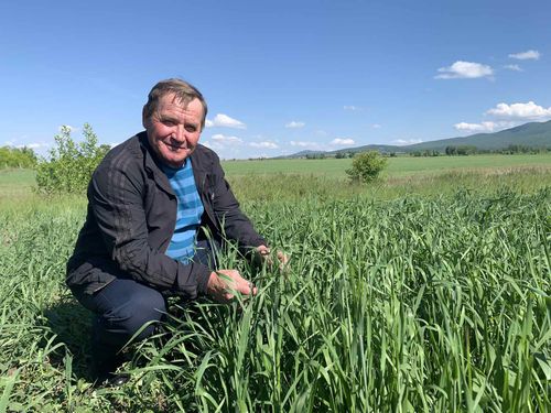 Эксперимент Боровикова. Как посеять пшеницу зимой?