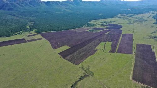 Чеди-хольцы сеют ячмень