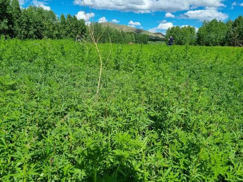 В Туве уничтожают дикорастущую коноплю