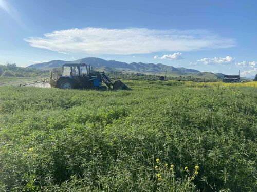 Пий-Хемцы очищают поля от конопли