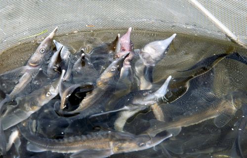 Дух реки доволен! В Енисей выпущено 72 тысячи мальков стерляди