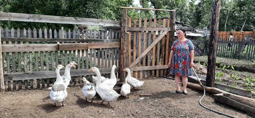 Соцконтрактные гуси Чойганы Иргит