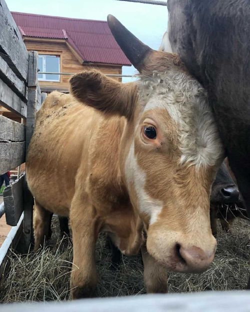 Тувинские коровы задействованы в бурятской социальной программе КРС