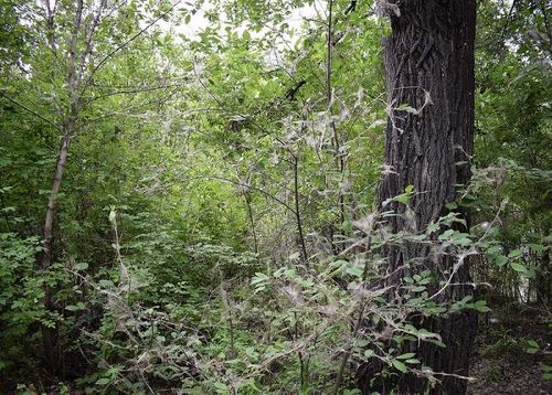 Волонтеры могут помочь спасти черёмуху Национального парка Тувы